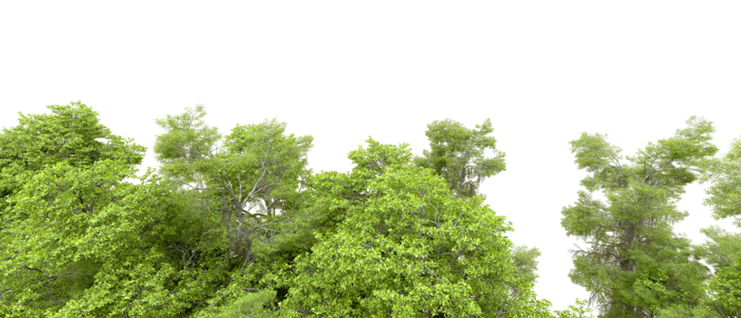 Green forest isolated on background. 3d rendering - illustration png