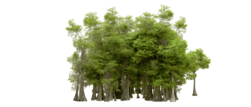 Green forest isolated on background. 3d rendering - illustration png