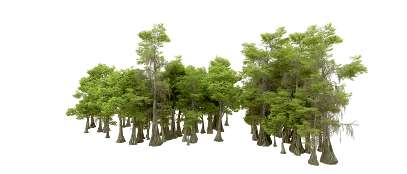 Green forest isolated on background. 3d rendering - illustration png