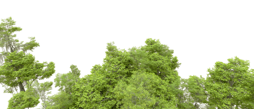Green forest isolated on background. 3d rendering - illustration png