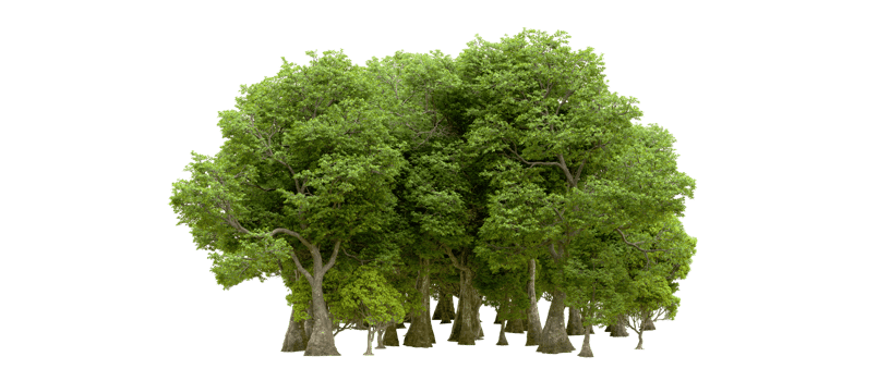Green forest isolated on background. 3d rendering - illustration png