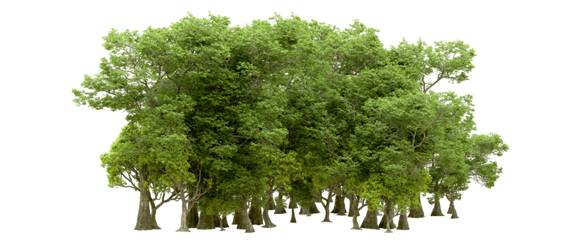 Green forest isolated on background. 3d rendering - illustration png