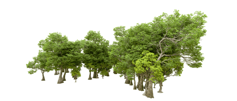 Green forest isolated on background. 3d rendering - illustration png