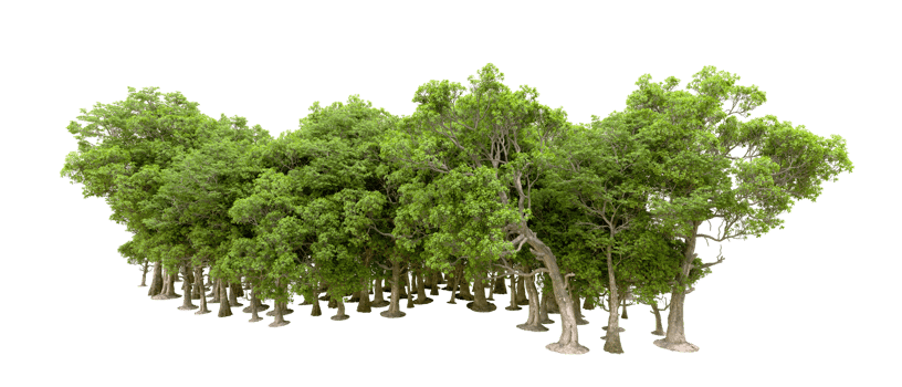 Green forest isolated on background. 3d rendering - illustration png