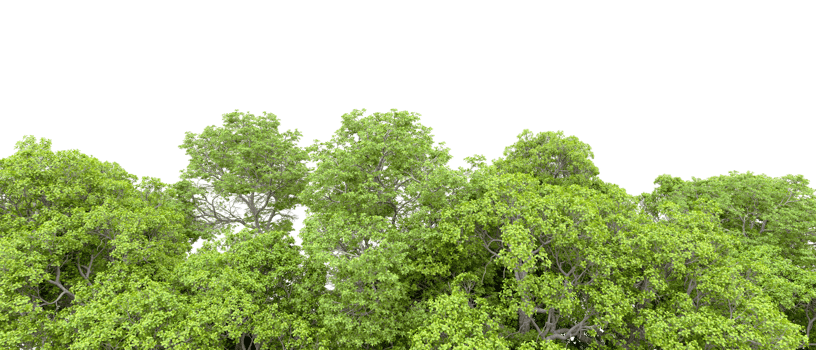 Green forest isolated on background. 3d rendering - illustration png