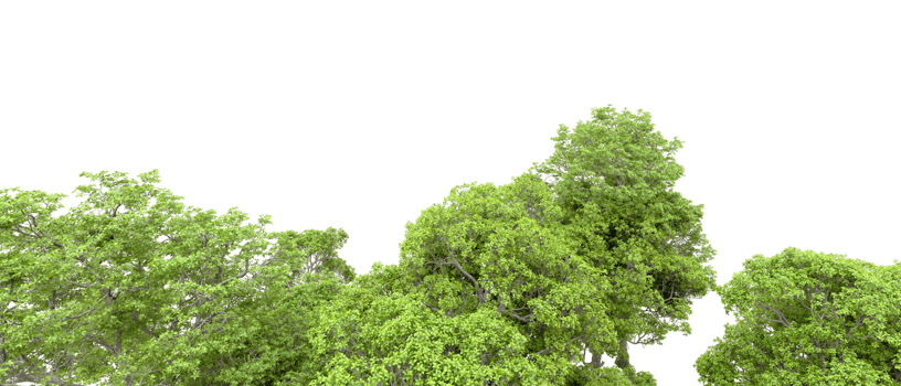 Green forest isolated on background. 3d rendering - illustration png