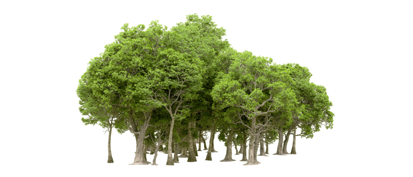Green forest isolated on background. 3d rendering - illustration png
