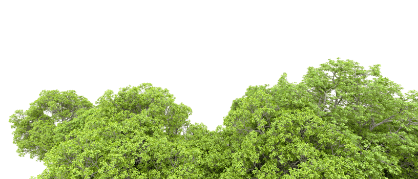 Green forest isolated on background. 3d rendering - illustration png