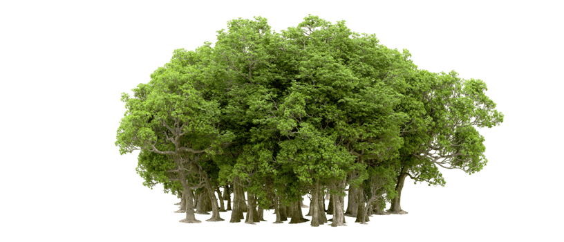 Green forest isolated on background. 3d rendering - illustration png