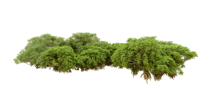 Green forest isolated on background. 3d rendering - illustration png