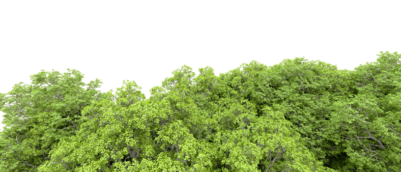 Green forest isolated on background. 3d rendering - illustration png