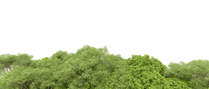 Green forest isolated on background. 3d rendering - illustration png