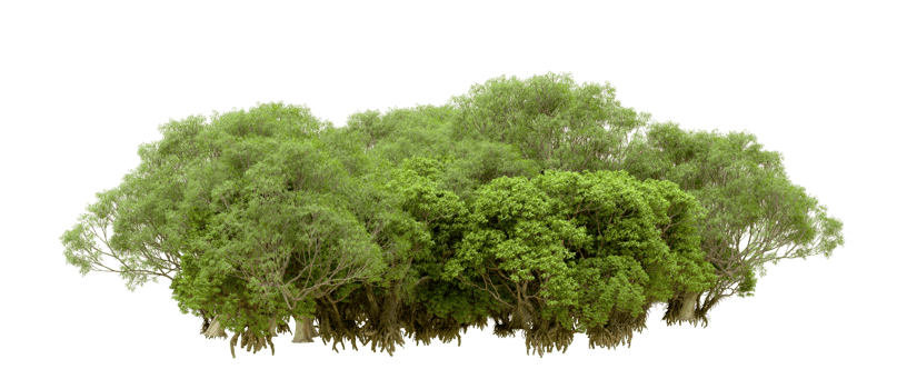 Green forest isolated on background. 3d rendering - illustration png