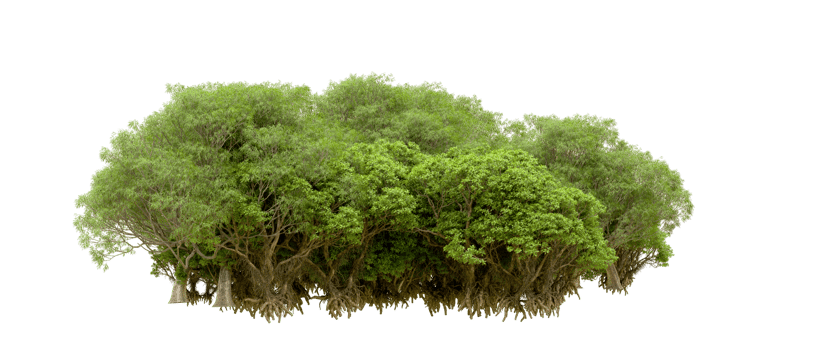 Green forest isolated on background. 3d rendering - illustration png