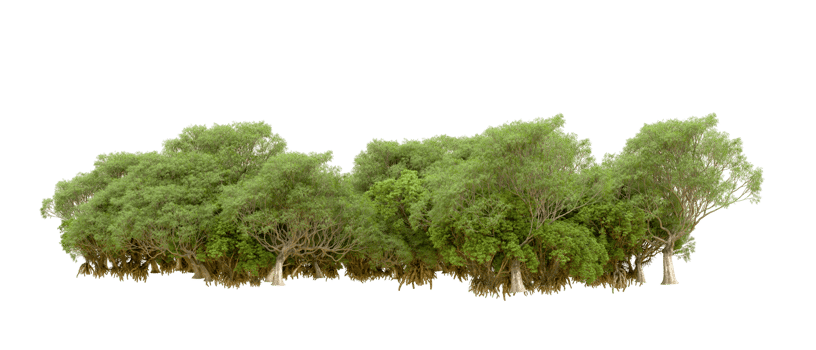 Green forest isolated on background. 3d rendering - illustration png
