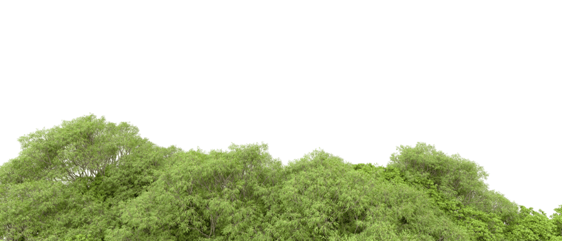 Green forest isolated on background. 3d rendering - illustration png