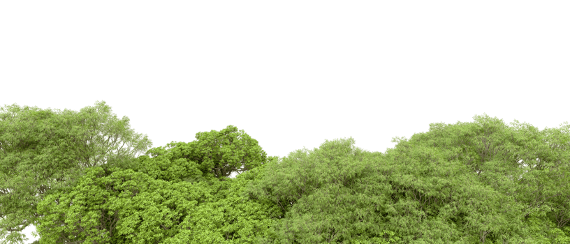 Green forest isolated on background. 3d rendering - illustration png