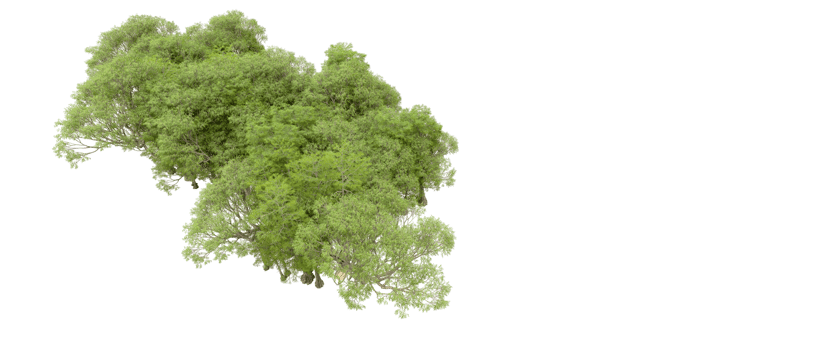 Green forest isolated on background. 3d rendering - illustration png