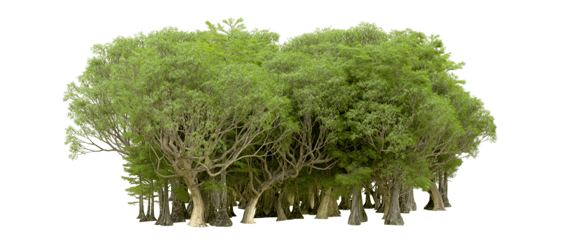 Green forest isolated on background. 3d rendering - illustration png