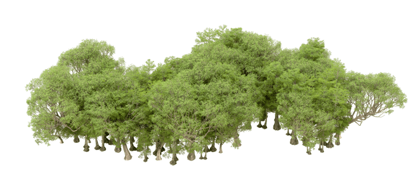 Green forest isolated on background. 3d rendering - illustration png