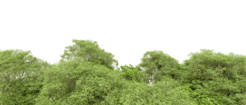 Green forest isolated on background. 3d rendering - illustration png