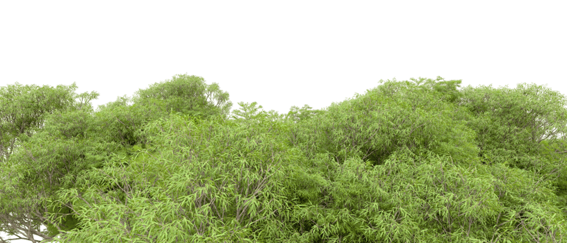 Green forest isolated on background. 3d rendering - illustration png