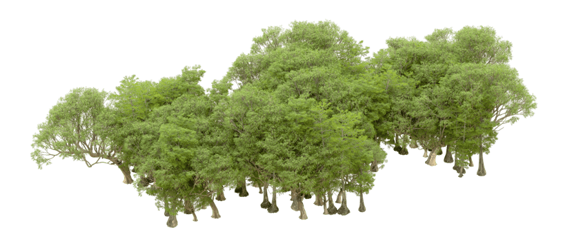 Green forest isolated on background. 3d rendering - illustration png