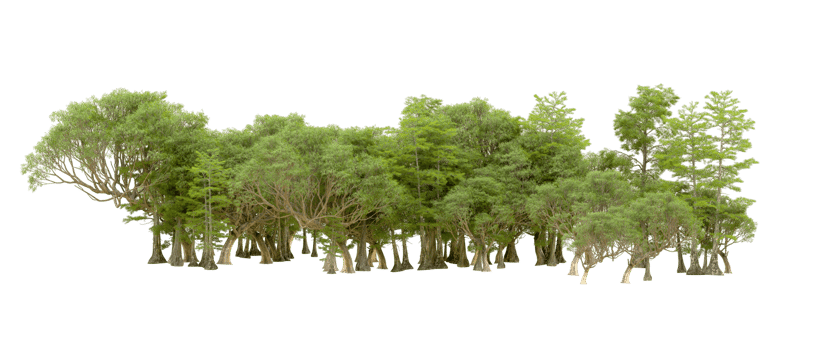 Green forest isolated on background. 3d rendering - illustration png