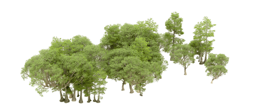Green forest isolated on background. 3d rendering - illustration png