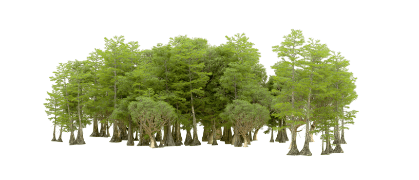 Green forest isolated on background. 3d rendering - illustration png