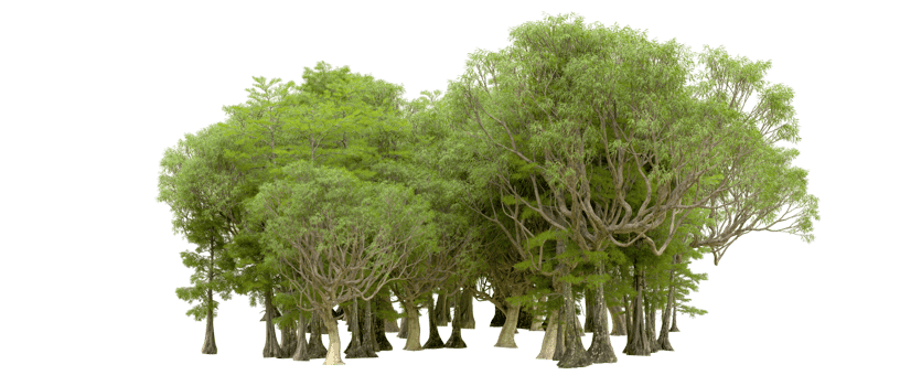 Green forest isolated on background. 3d rendering - illustration png