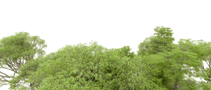 Green forest isolated on background. 3d rendering - illustration png