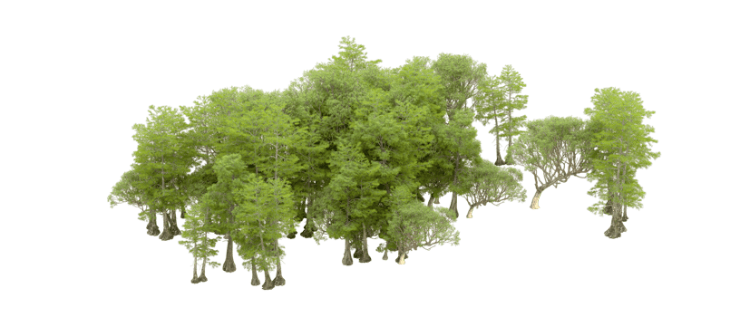 Green forest isolated on background. 3d rendering - illustration png