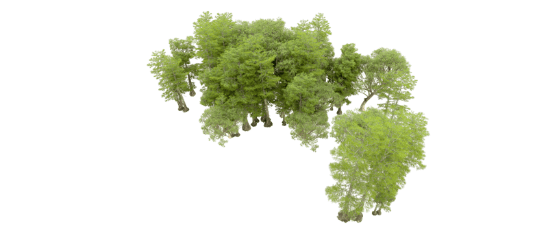 Green forest isolated on background. 3d rendering - illustration png