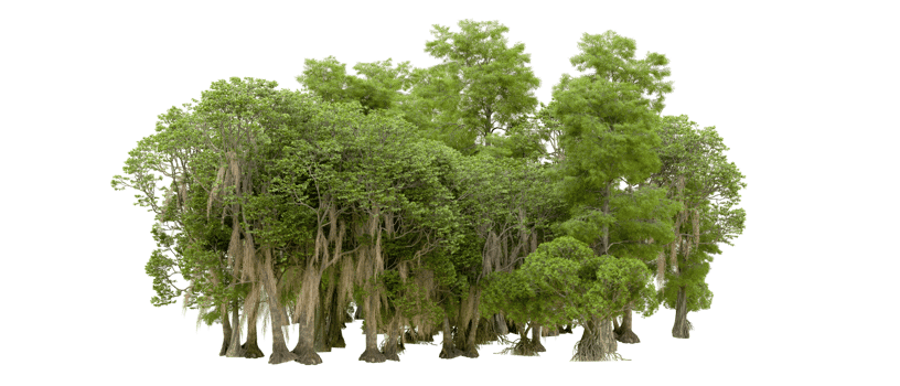 Green forest isolated on background. 3d rendering - illustration png