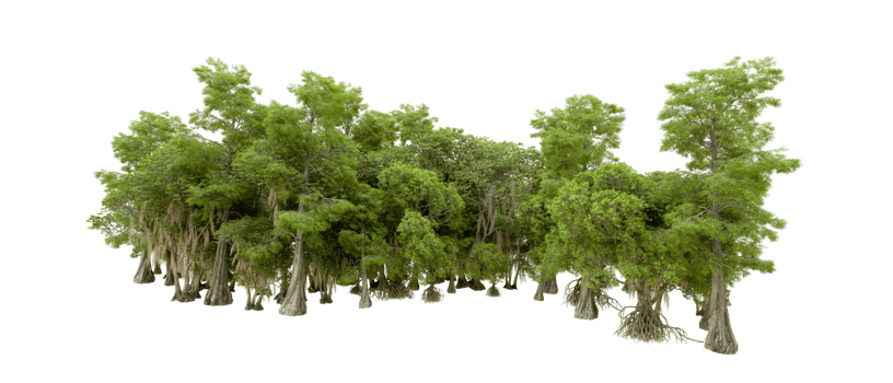 Green forest isolated on background. 3d rendering - illustration png