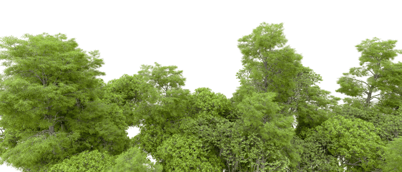 Green forest isolated on background. 3d rendering - illustration png