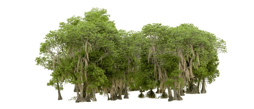 Green forest isolated on background. 3d rendering - illustration png