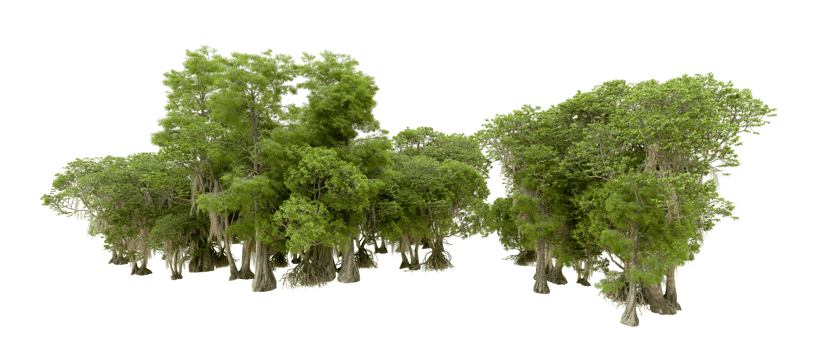 Green forest isolated on background. 3d rendering - illustration png