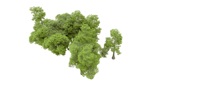Green forest isolated on background. 3d rendering - illustration png