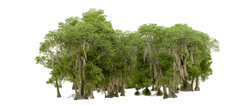 Green forest isolated on background. 3d rendering - illustration png