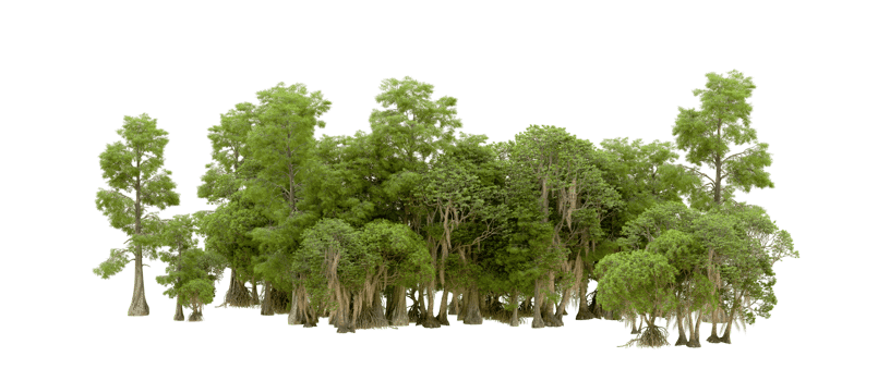 Green forest isolated on background. 3d rendering - illustration png