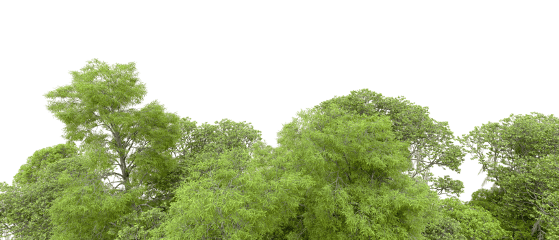 Green forest isolated on background. 3d rendering - illustration png