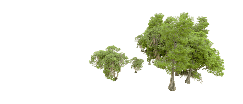 Green forest isolated on background. 3d rendering - illustration png