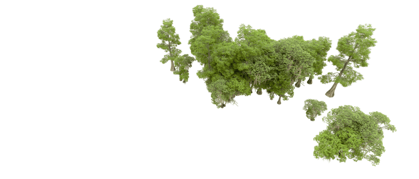 Green forest isolated on background. 3d rendering - illustration png