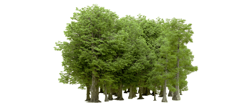 Green forest isolated on background. 3d rendering - illustration png