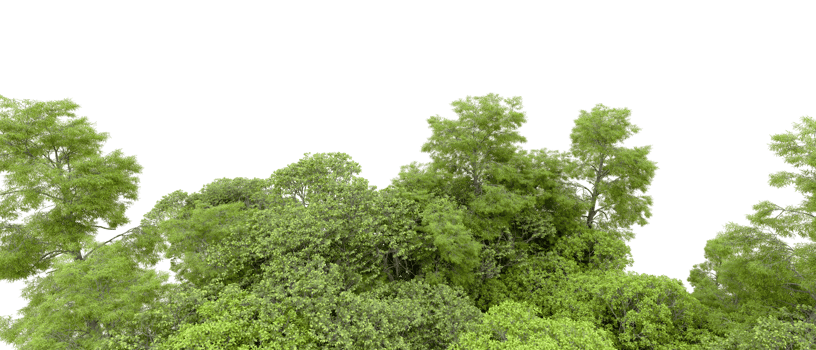 Green forest isolated on background. 3d rendering - illustration png