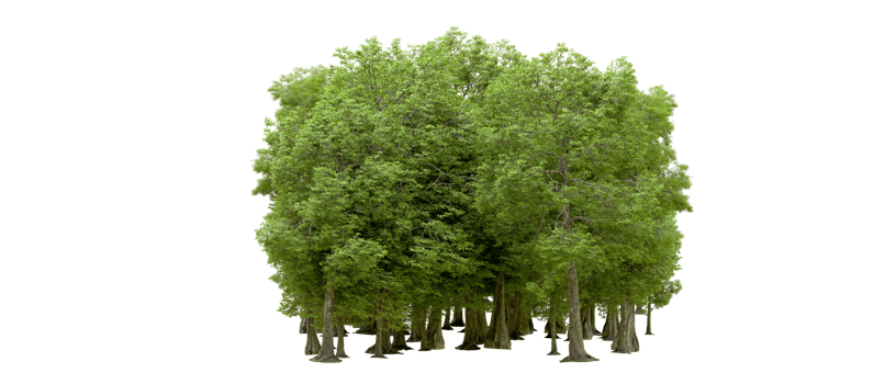 Green forest isolated on background. 3d rendering - illustration png