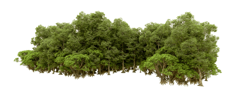 Green forest isolated on background. 3d rendering - illustration png