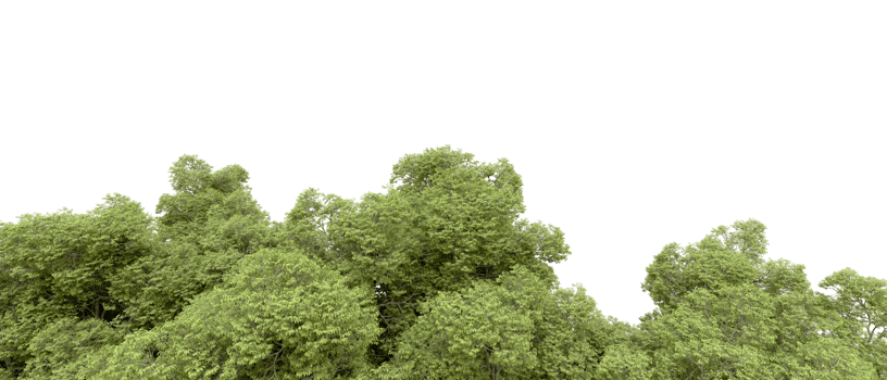 Green forest isolated on background. 3d rendering - illustration png